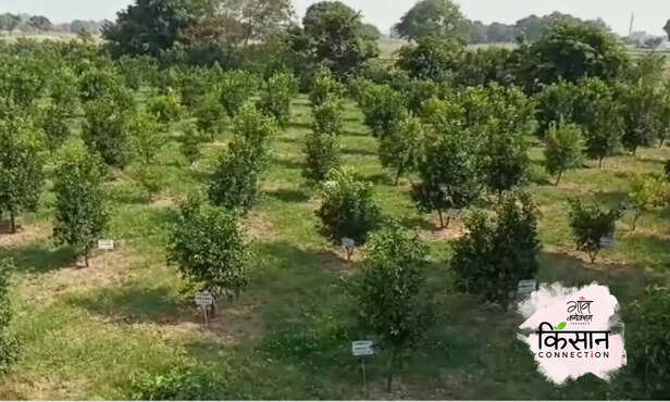 366945-gardening-mango-guava-tree-plantation-adopt-plant-kanpur-uttar-pradesh-horticulture-5