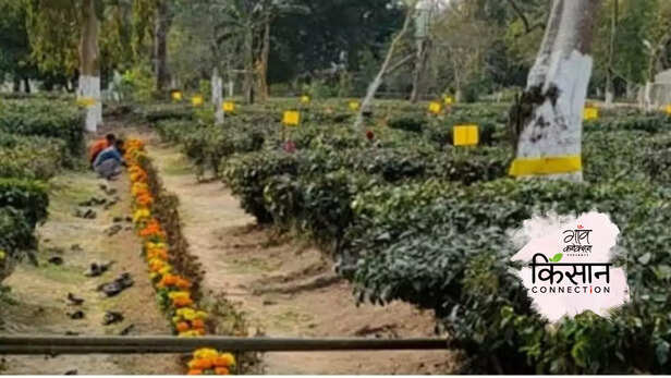 364340-tea-pests-pesticides-tender-shoots-tea-plant-tea-making-crop-loss-tocklai-tea-research-institute-1