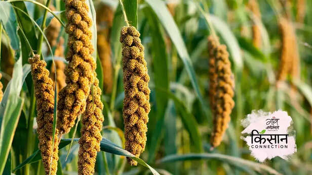 363840-kisaan-millets