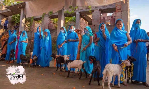 366928-black-bengal-goat-odisha-bihar-heifer-india-self-help-groups-womens-empowerment-3