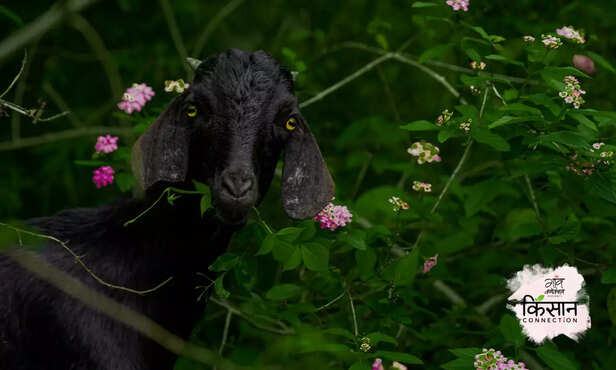 366931-black-bengal-goat-odisha-bihar-heifer-india-self-help-groups-women-empoerment-2