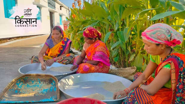 363503-millet-kodo-kutki-dindori-madhya-pradesh-tribal-women-self-help-group-4