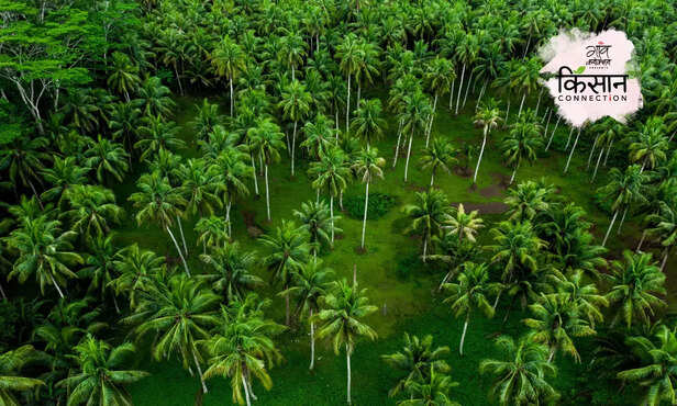 367058-coconut-farming-3