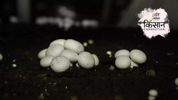 364160-button-mushroom-cultivation-guide-growing-training-compost-marketing-full-information-1