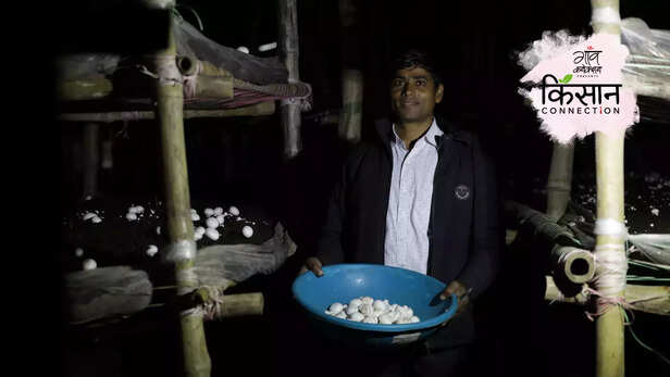 364161-button-mushroom-cultivation-guide-growing-training-compost-marketing-full-information-2