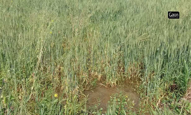 363949-untitled-design-2023-03-07t141315499