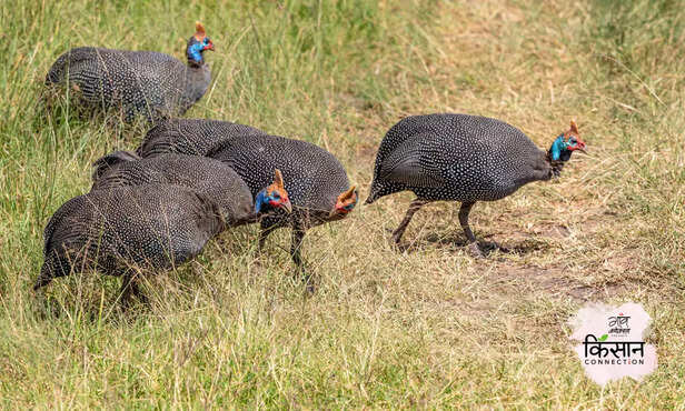 370530-guinea-fowl-farming-profitable-poultry-eggs-meat-cari-markert-guinea-fowl-breed-2