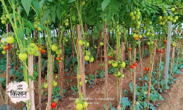 369862-tomato-cabbage-cauliflower-intercropping-vertical-farming-techniques-3