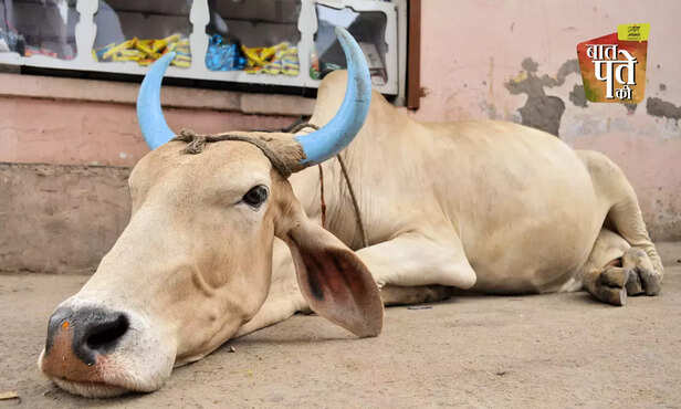 369948-winter-care-cattle-goat-shelter-bedding-health-checkup-disease-deworming-1