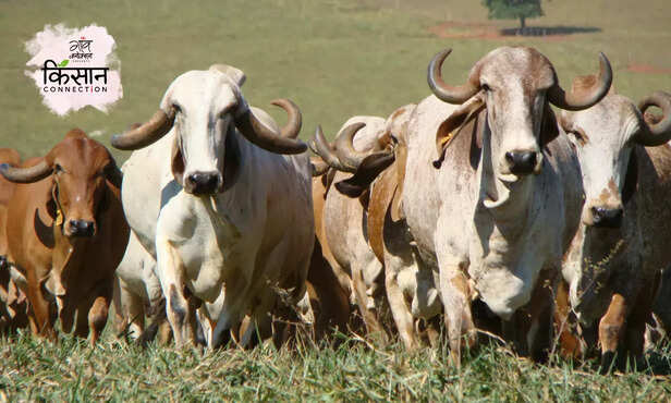 367028-desi-gaupalan-protsahan-yojana-bihar-subsidy-application-dairy-business-startup-2