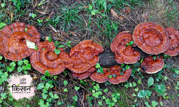 367122-ganoderma-mushroom-harm-fruits-plants-affect-prevention-and-control-1