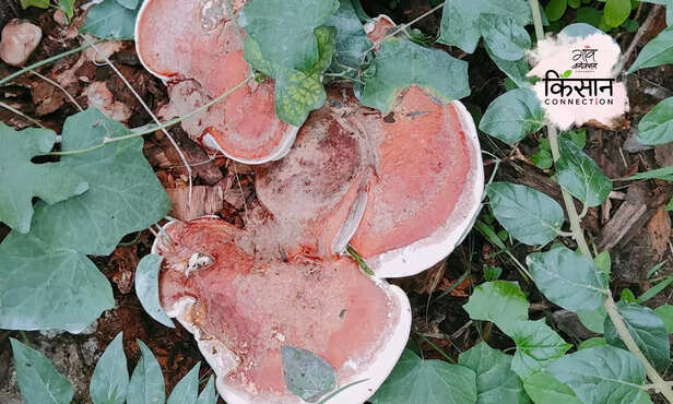 367123-ganoderma-mushroom-harm-fruits-plants-affect-prevention-and-control-3