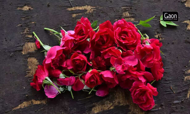 363374-untitled-design-33