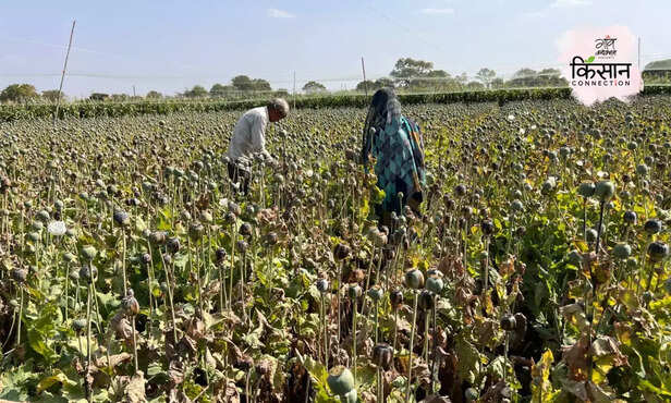 370538-opium-farming-mandsaur-madhya-pradesh-licence-afeem-ki-kheti-1