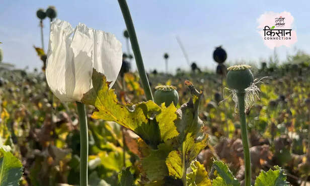370539-opium-farming-mandsaur-madhya-pradesh-licence-afeem-ki-kheti-3