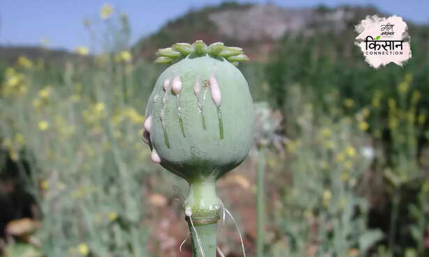 370540-opium-farming-mandsaur-madhya-pradesh-licence-afeem-ki-kheti-2