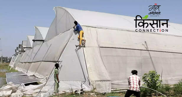 363289-polyhouse-farming-techniques-haryana-farmer-shimla-mirch-gerbera-icar-iiwbr-vegetable-cultivation-5