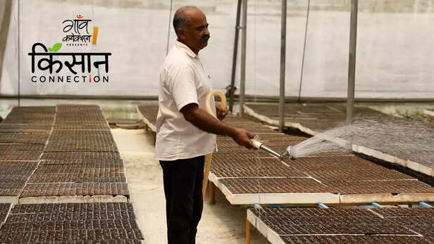 363292-polyhouse-farming-techniques-haryana-farmer-shimla-mirch-gerbera-icar-iiwbr-vegetable-cultivation-4