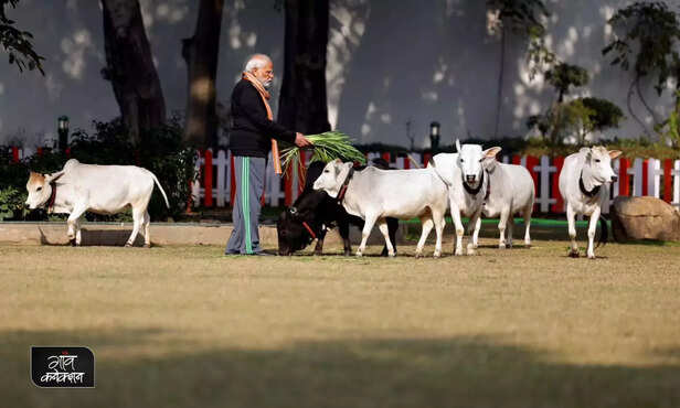 370131-smallest-cow-breed-punganur-prime-minister-narendra-modi-andhra-pradesh-nadipathy-goshala-3