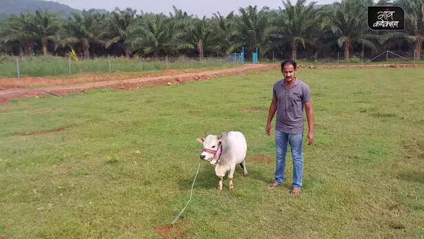 370132-357880-punganur-cow-goshala-dwarf-indigenous-cow-andhra-pradesh-drought-tolerance-5