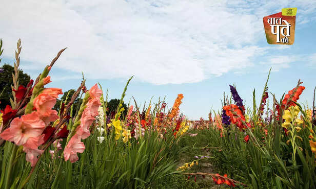 369804-gladiolus-rose-flower-exhibition-nbri-flower-farming-training-3