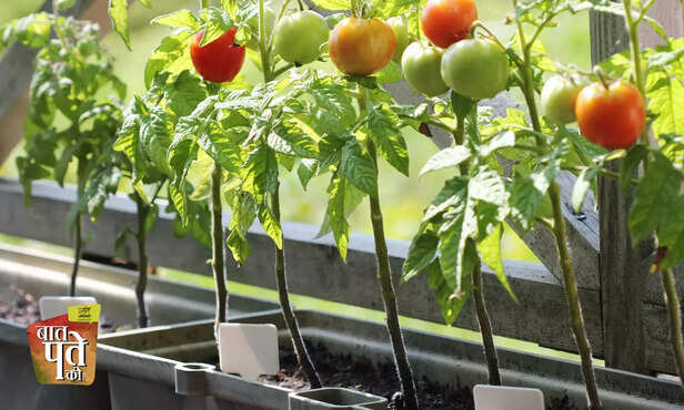 369432-onion-tomato-spring-onion-winter-vegetable-terrace-farming-kitchen-gardening-6