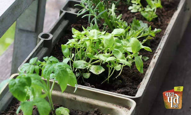 369433-onion-tomato-spring-onion-winter-vegetable-terrace-farming-kitchen-gardening-5