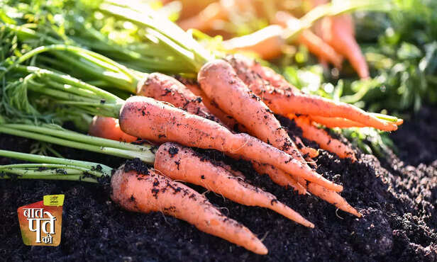 369434-onion-tomato-spring-onion-winter-vegetable-terrace-farming-kitchen-gardening-3