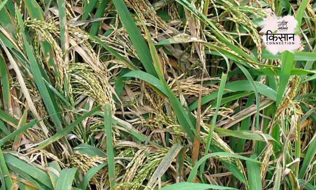 367668-sheath-blight-disease-symptoms-cause-treatment-paddy-cultivation-rice-farming-3