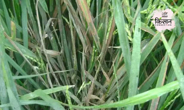 367669-sheath-blight-disease-symptoms-cause-treatment-paddy-cultivation-rice-farming-2