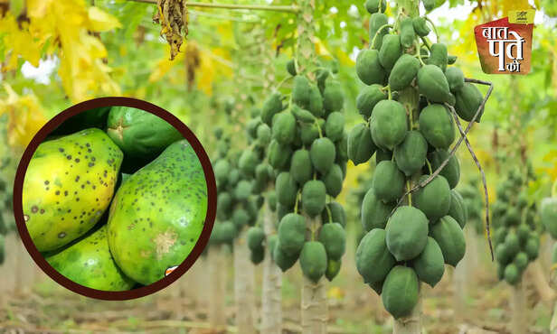 368086-asperisporium-caricae-ascomycete-fungi-plant-pathogen-black-spots-papaya-cultivation-3