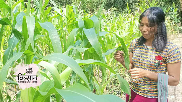 364515-organic-black-rice-organic-pineapple-vermicomposting-bio-solutions-chemical-free-farming-manipur-organic-mission-agency-4