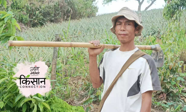 364517-organic-black-rice-organic-pineapple-vermicomposting-bio-solutions-chemical-free-farming-manipur-organic-mission-agency-3