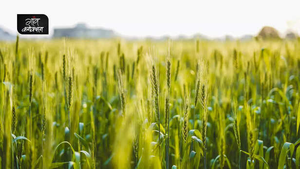 364017-wheat-crop-heatwave-climate-change-wheat-cultivation-summer-export-2