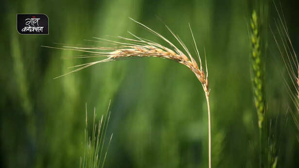 364018-wheat-crop-heatwave-climate-change-wheat-cultivation-summer-export-3