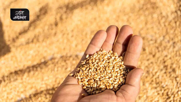 364019-wheat-crop-heatwave-climate-change-wheat-cultivation-summer-export-1