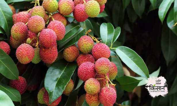 370965-mango-litchi-farming-april-may-farmers-advisory-2