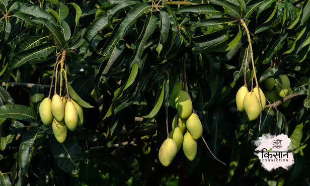 370966-mango-litchi-farming-april-may-farmers-advisory-3