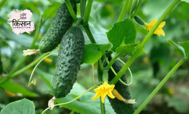 370477-cucumber-farming-guide-full-information-sowing-variety-cultivation-zaid-kharif-1