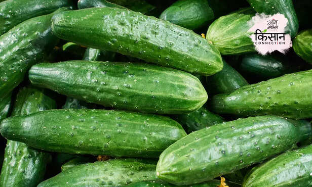 370478-cucumber-farming-guide-full-information-sowing-variety-cultivation-zaid-kharif-3