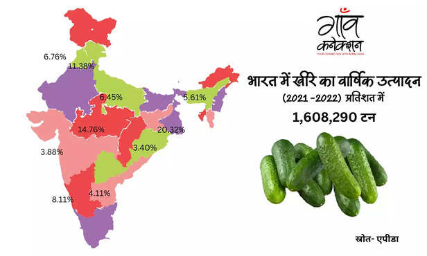 370479-cucumber-farming-guide-full-information-sowing-variety-cultivation-zaid-kharif-2