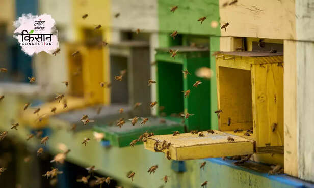 370424-beekeepers-honey-production-rajasthan-women-farmers-startup-sweet-revolution-3