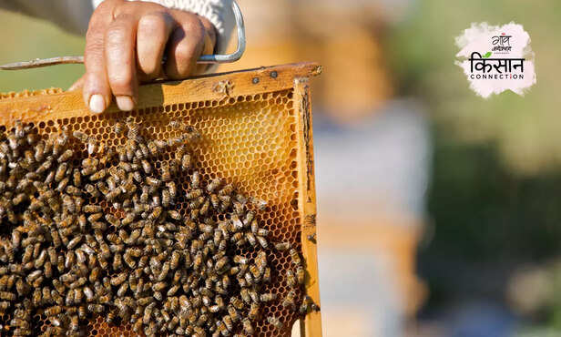 370425-beekeepers-honey-production-rajasthan-women-farmers-startup-sweet-revolution-2