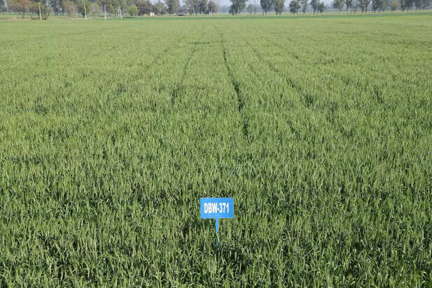 366746-new-wheat-variety-2023-icar-iiwbr-dbw370-karan-vaidehi-dbw371-karan-vrinda-dbw372-karan-varuna-3
