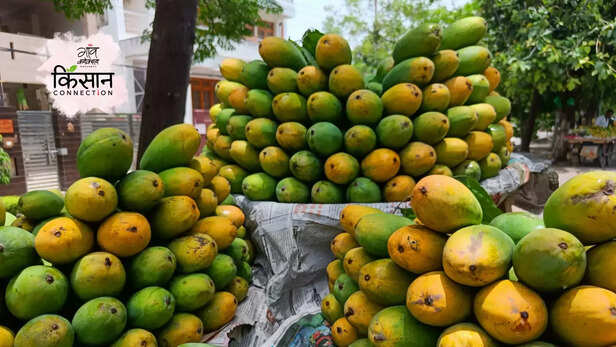 366030-indigenous-mango-varieties-desi-aam-malihabad-deshahri-cish-safeda-mango-1