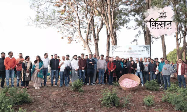 364886-csir-ihbt-damask-rose-aromatic-farmers-western-himalayas-2