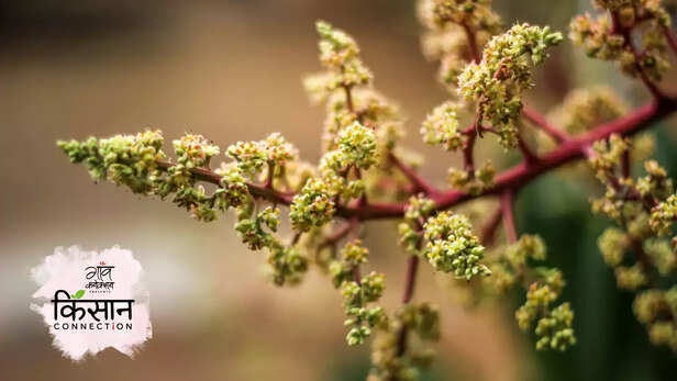 364556-mango-farming-season-agriculture-advisory-deisea-insect-management-1