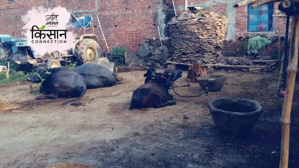 363882-chandauli-dairy-farm-uttar-pradesh-milk-production-migration-rural-india-moomark-dairy-3