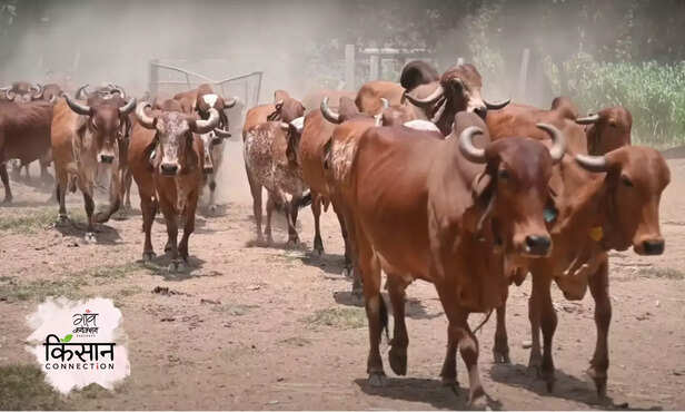 369375-gir-cow-dairy-farm-surat-gujarat-jafarabadi-buffalo-gopal-ratna-awards-girorganic-nilesh-maganbhai-ahir-4