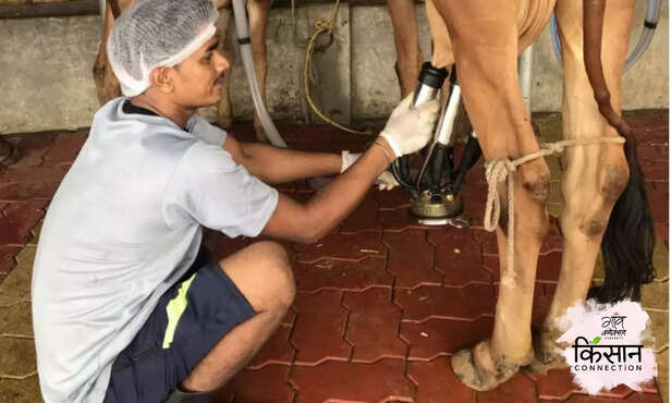 369376-gir-cow-dairy-farm-surat-gujarat-jafarabadi-buffalo-gopal-ratna-awards-girorganic-nilesh-maganbhai-ahir-3